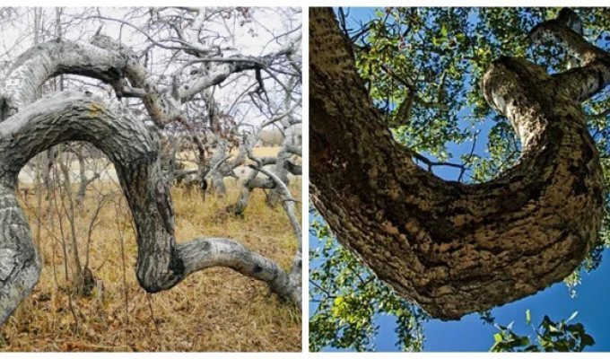 The mystery of the twisted forest: why do trees near the town of Hafford grow as if possessed (14 photos)