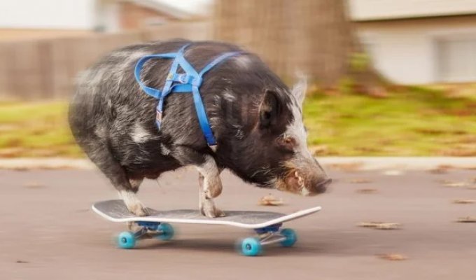 "Тони Хрюк": свинья научилась кататься на скейте и попала в Книгу рекордов Гиннеса (7 фото)