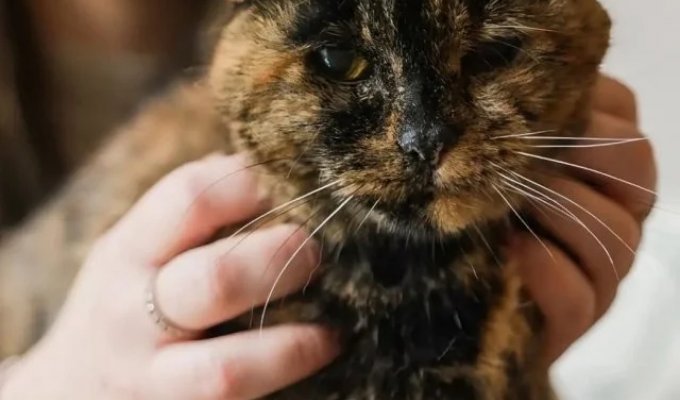 Flossie, the world's oldest cat (2 photos + video)