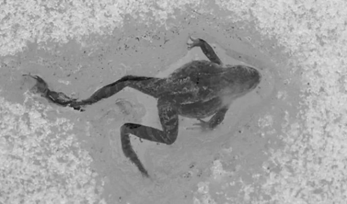 Интересное о природе (21 фото)