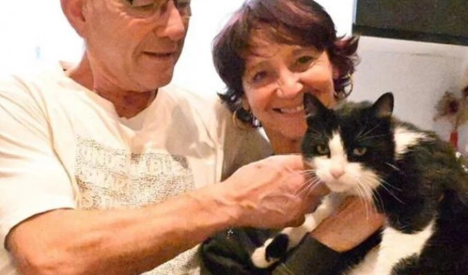 Кіт загубився під час відпочинку в Іспанії та сам дійшов до дому у Франції (2 фото + 1 відео)