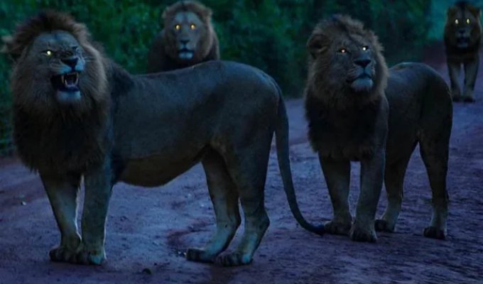 90% of adult lions live in secret groups (10 photos)