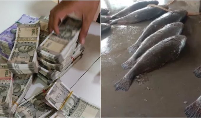 Indian fisherman hit a real fishing jackpot (3 photos)