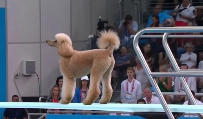 What a dog diving competition could look like (1 photo + 6 videos)