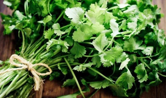 Cilantro: why Mexicans adore it, while Europeans spit it out (5 photos)