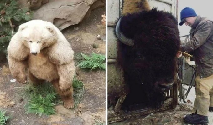 25+ photos of real objects and living organisms of unusually large sizes (31 photos)