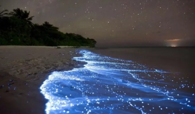 Пляж, що світиться на Мальдівах (3 фото)