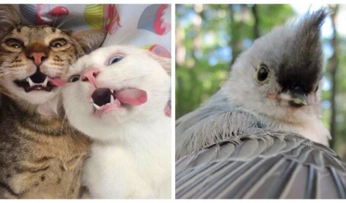 25 charming cuties whose selfies are clearly better than ours (26 photos)