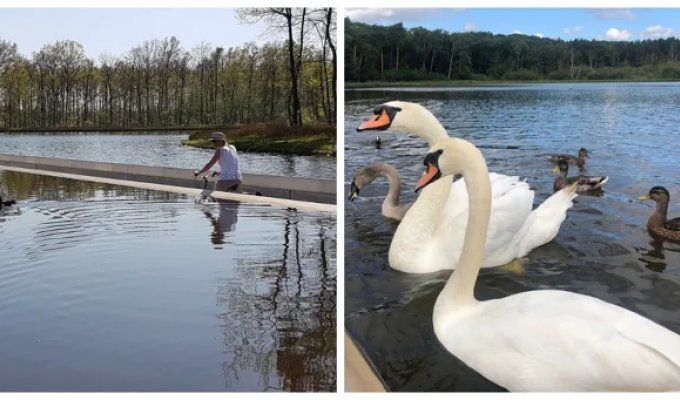 An Original Bike Path That Lets You Ride the Waters and Communicate with Ducks (14 photos + 1 video)