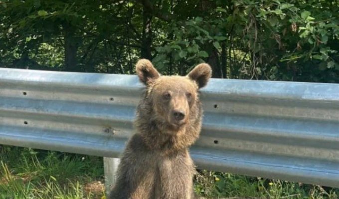 A tired bear from Romania is a new TikTok star (2 photos + video)