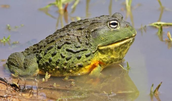 Bullfrog: a large and aggressive swamp monster (13 photos)