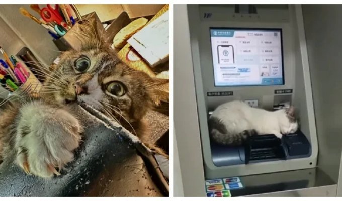 25 котиків, які стежать за дедлайнами та настроєм (26 фото)