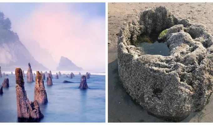 The Neskowin Ghost Forest: A Mystical Guardian of the Oregon Coast (24 photos + 1 video)