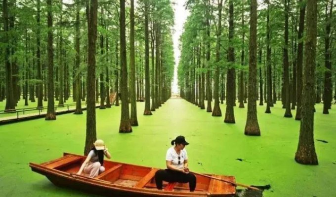 Плавучий лес в Ханчжоу (2 фото + видео)