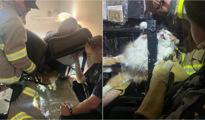 Fat cat prefers to be stuck in a chair rather than go to the vet (3 photos)