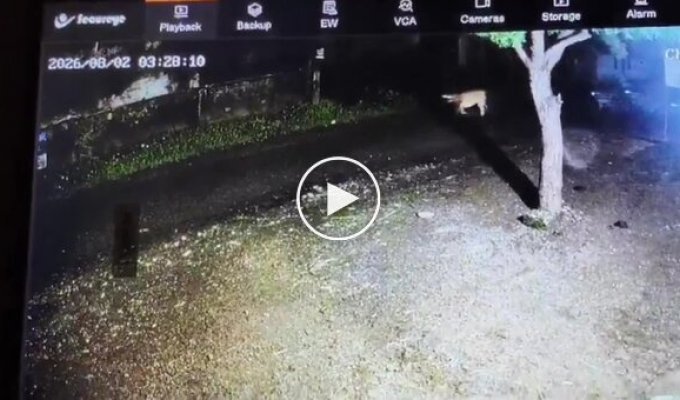 Зебу смогла отбиться от молодых львов