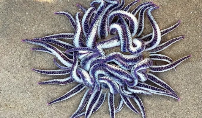 Armed sea anemone: living mines on the coast of Australia (8 photos)