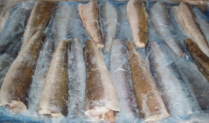 Три види риб, які завжди продаються без голови (8 фото)