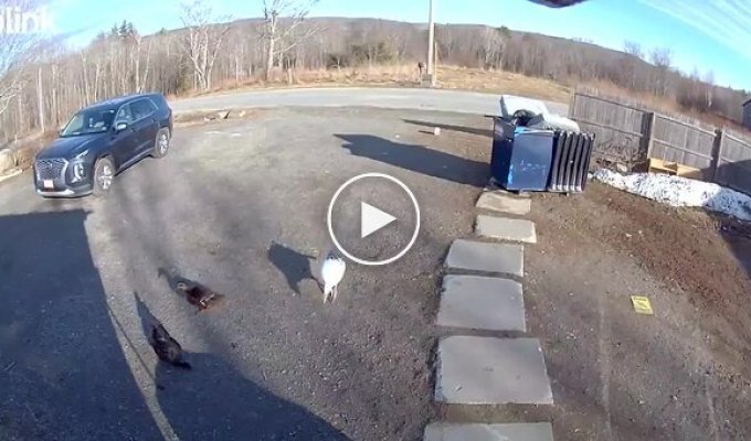 Сміливий охоронець із крилами: гусак не пустив кур'єра на ферму