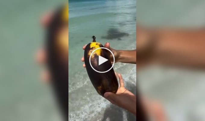 На Гавайях знайшли короля бананів