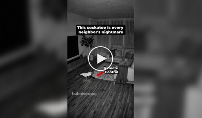 Neighbors are shocked: a cockatoo learned to turn on the TV
