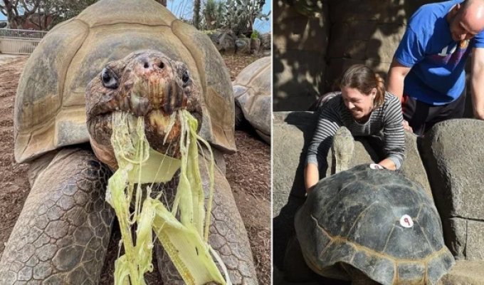 The oldest inhabitant of the San Diego Zoo died at the age of 141 (4 photos + 1 video)