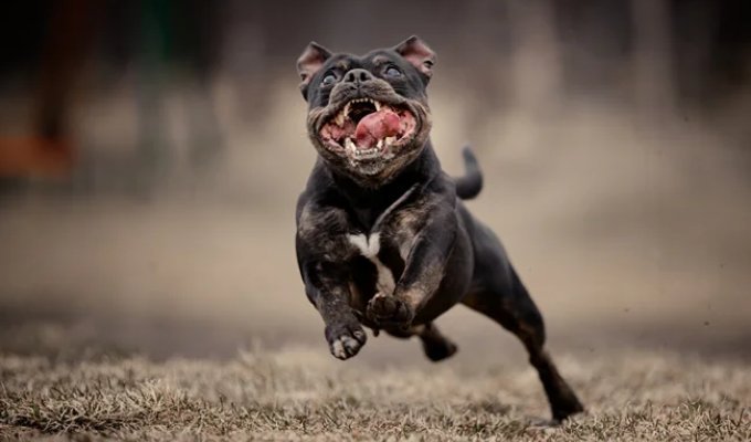 Zoom psychosis: this is what happens if you ignore your pet for too long (10 photos)