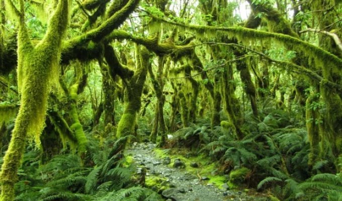 14 Photos That Will Uncover the Magical Nature of New Zealand (15 photos)