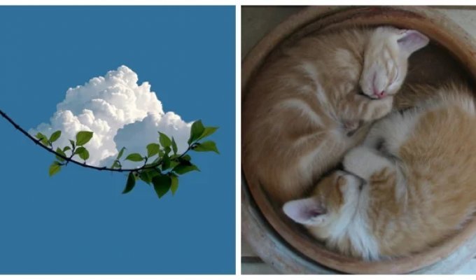 20 Examples of Impeccable Harmony Transformed into Art (21 photos)