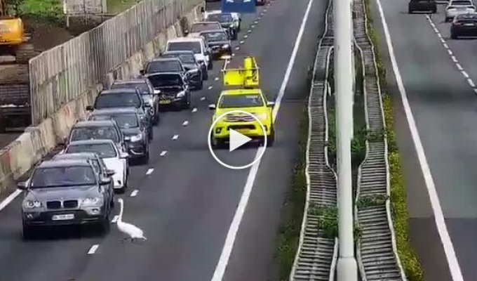 A swan caused a traffic jam on the A27 near Gorinchem