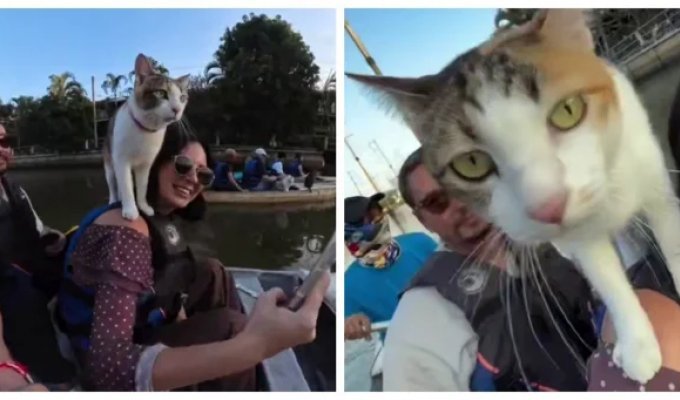 In Bangkok, a man gives tourists rides on boats with cats (4 photos + 1 video)