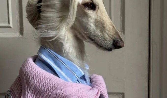 Саманта - самая модная афганская борзая (9 фото)