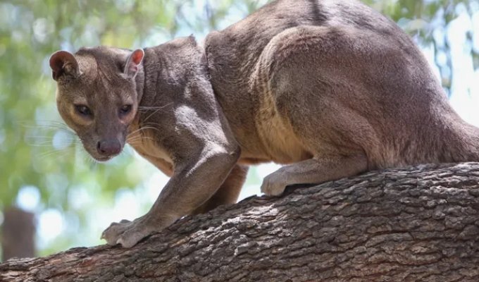 Фосса: мадагаскарский лев (8 фото)