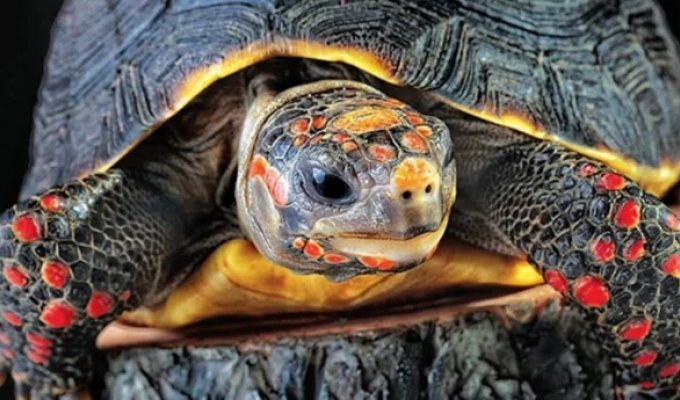 A Missing Pet Turtle Has Been Found After 30 Years She was always at home (3 photos)
