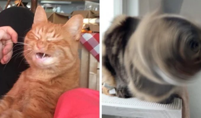 20 funny photos of cats caught sneezing (21 photos)