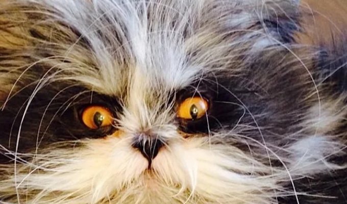 Alien Cat has become famous online (2 photos + 6 videos)