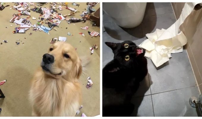 20 charming troublemakers who are impossible to spot Angry (21 photos)