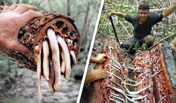 Shachen: The Worm That Changed History (12 photos)