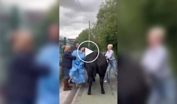 Schoolgirl arrived at graduation on a cow