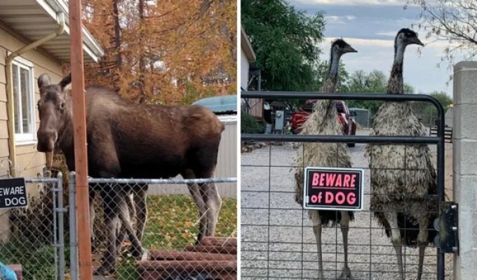 16 curious and funny cases when the inscription on the sign said one thing, but reality showed another (18 photos)