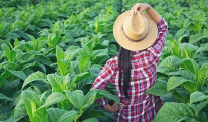 Чем цельный табачный лист лучше резки и как оценить качество