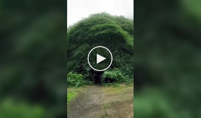 Таємна кімната під кроною