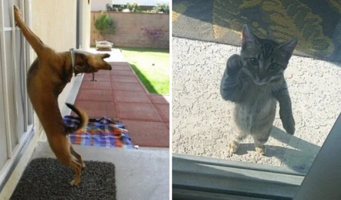 17 photos of animals that urgently needed to get inside (18 photos)