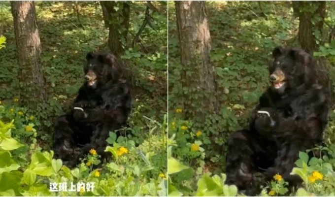 Медведь на полставки: Зоопарк в Китае ищет человека на роль лесного хищника (3 фото + 1 видео)