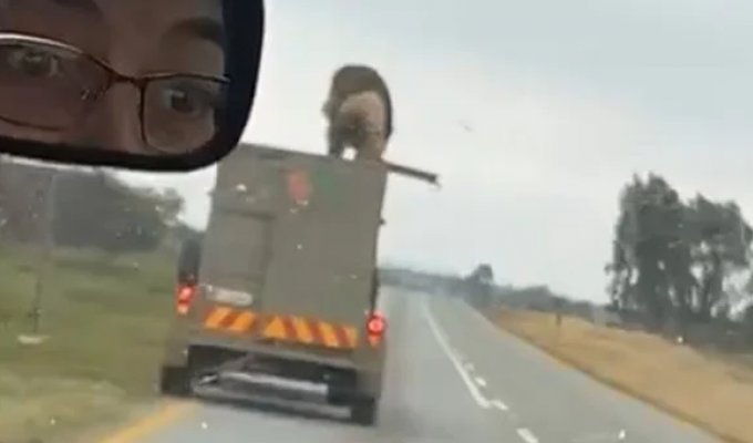 Лев проехался на крыше прицепа и сбежал (3 фото + 1 видео)