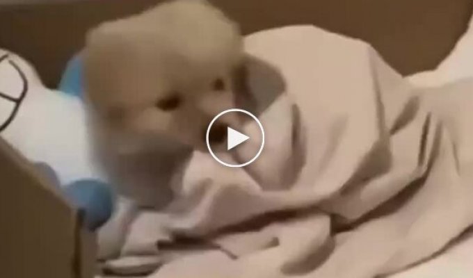 Puppy didn't want to get out of bed