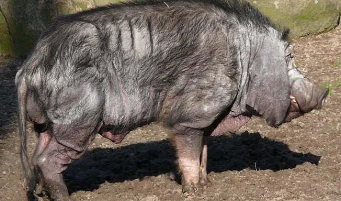 Мейшан: китайская чудо-свинья производит огромное количество биомассы (8 фото)