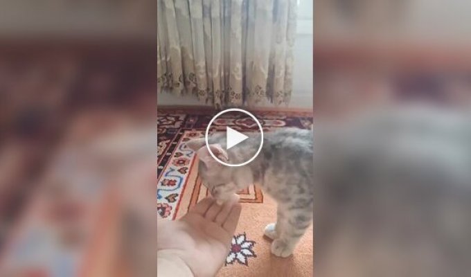 A pill helped a kitten evolve