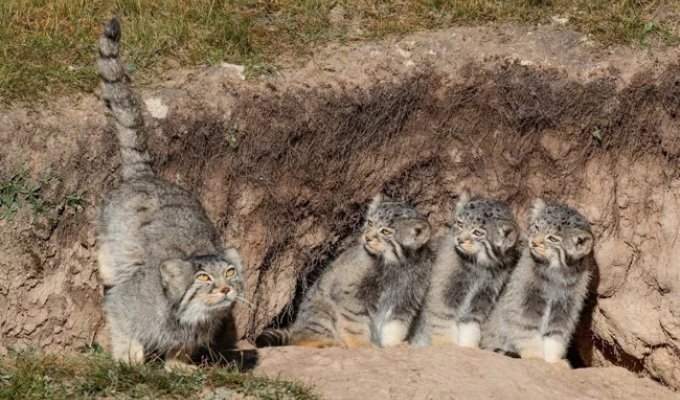 Манул: асоциальный мизантроп (11 фото)