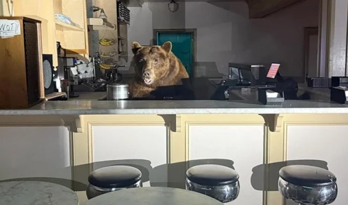 A bear visited an ice cream parlor in California (3 photos + 1 video)